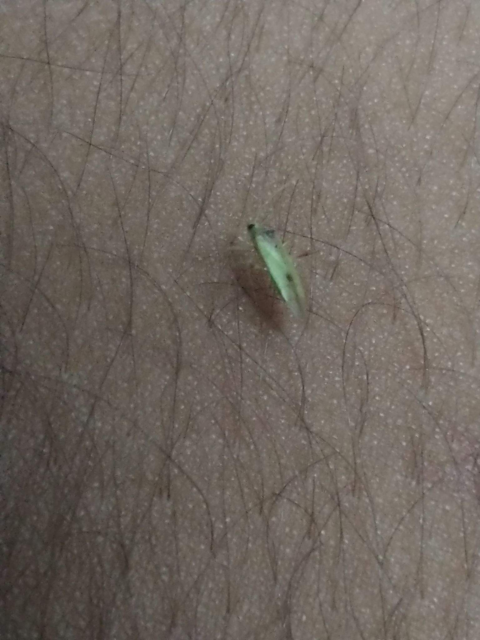 Creontiades pacificus