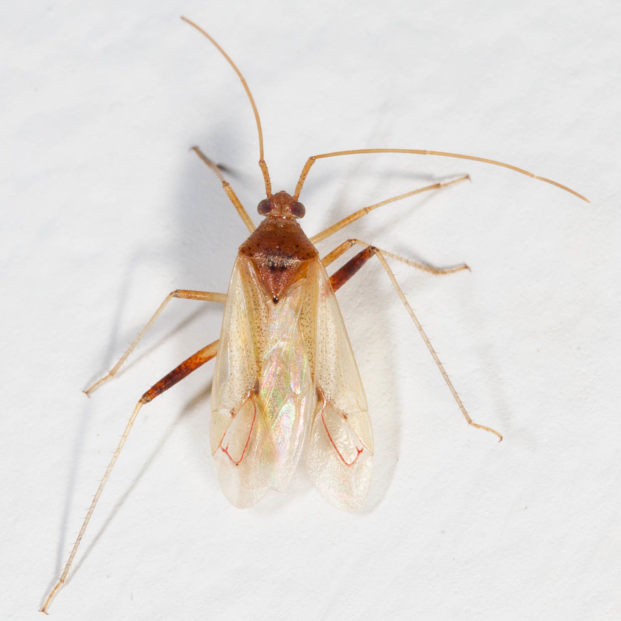 Creontiades pacificus