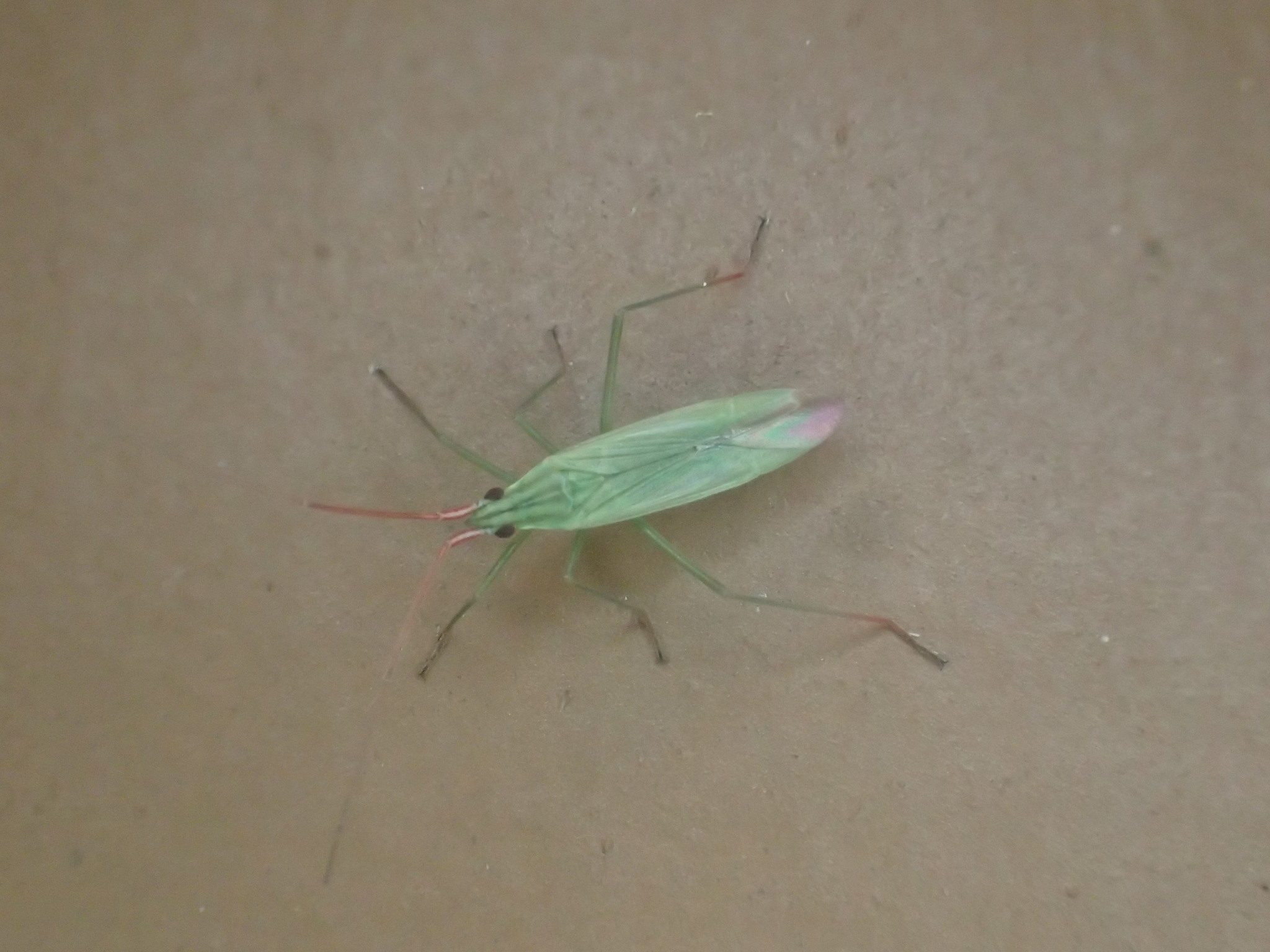 Trigonotylus