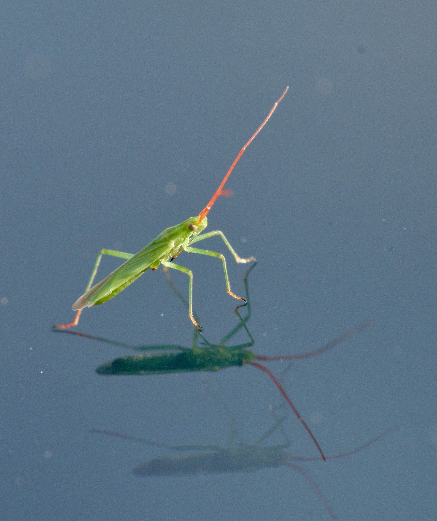 Trigonotylus