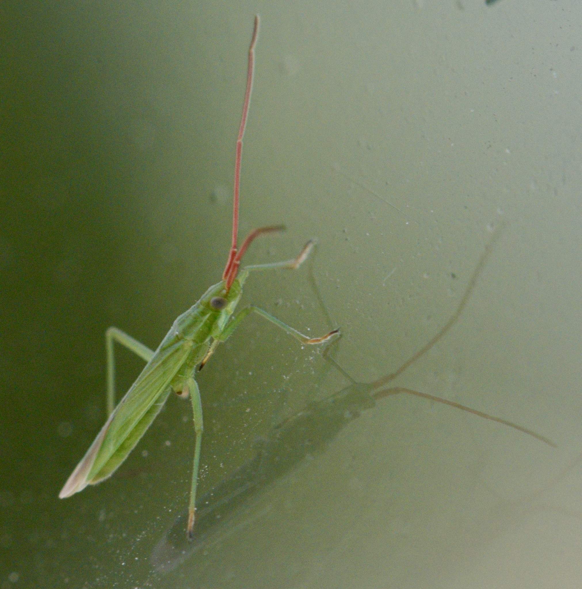 Trigonotylus
