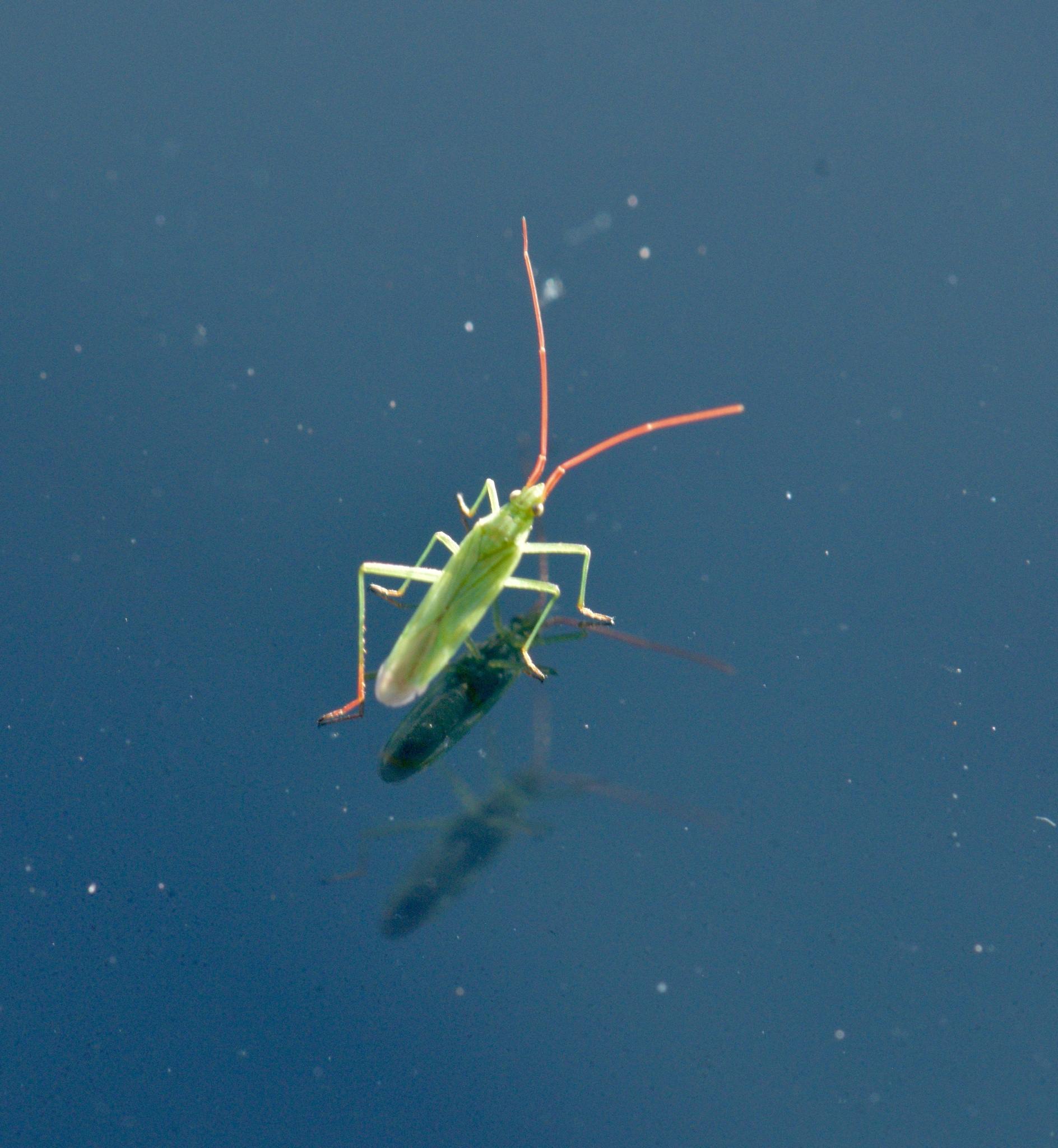 Trigonotylus