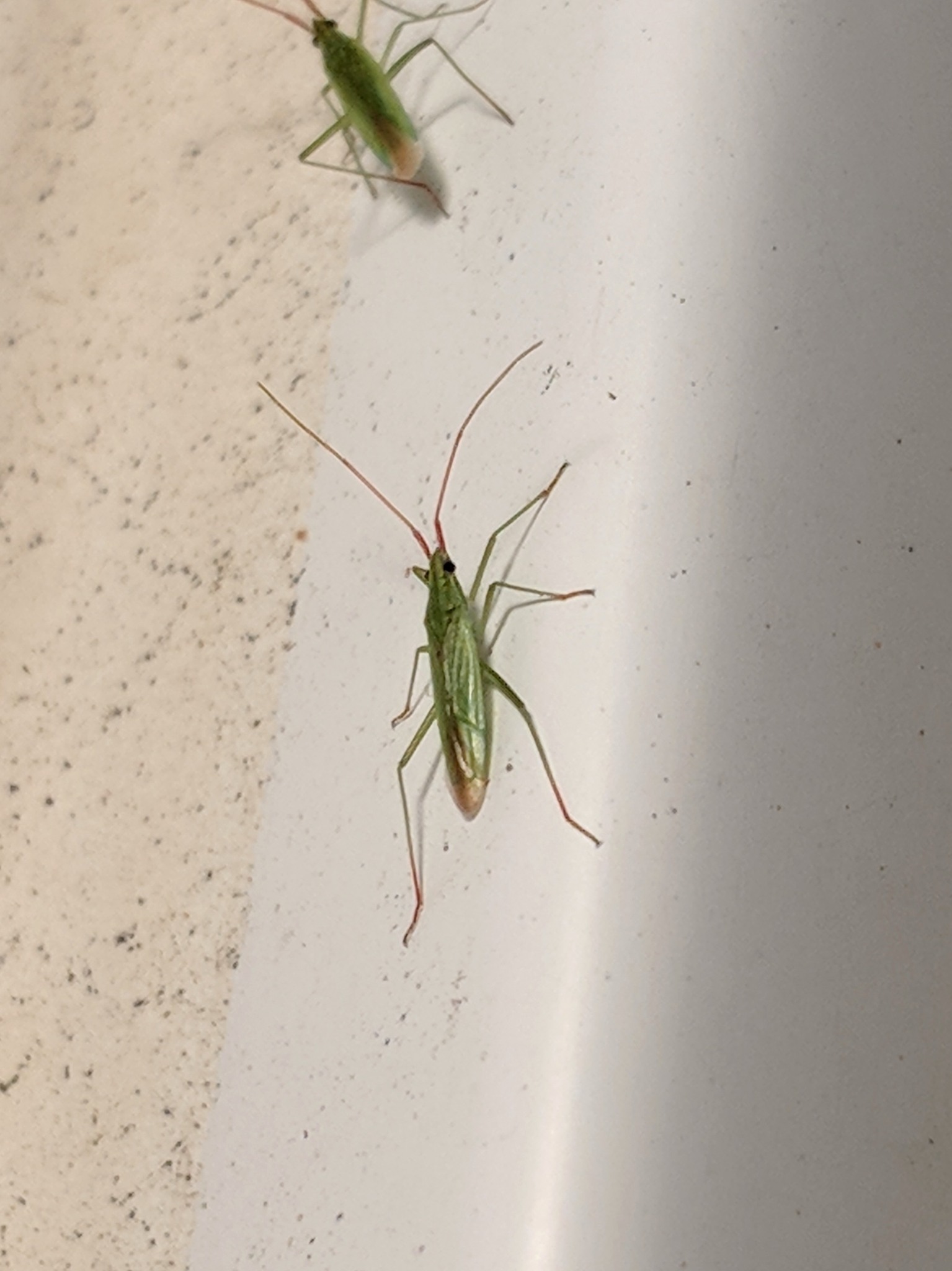 Trigonotylus