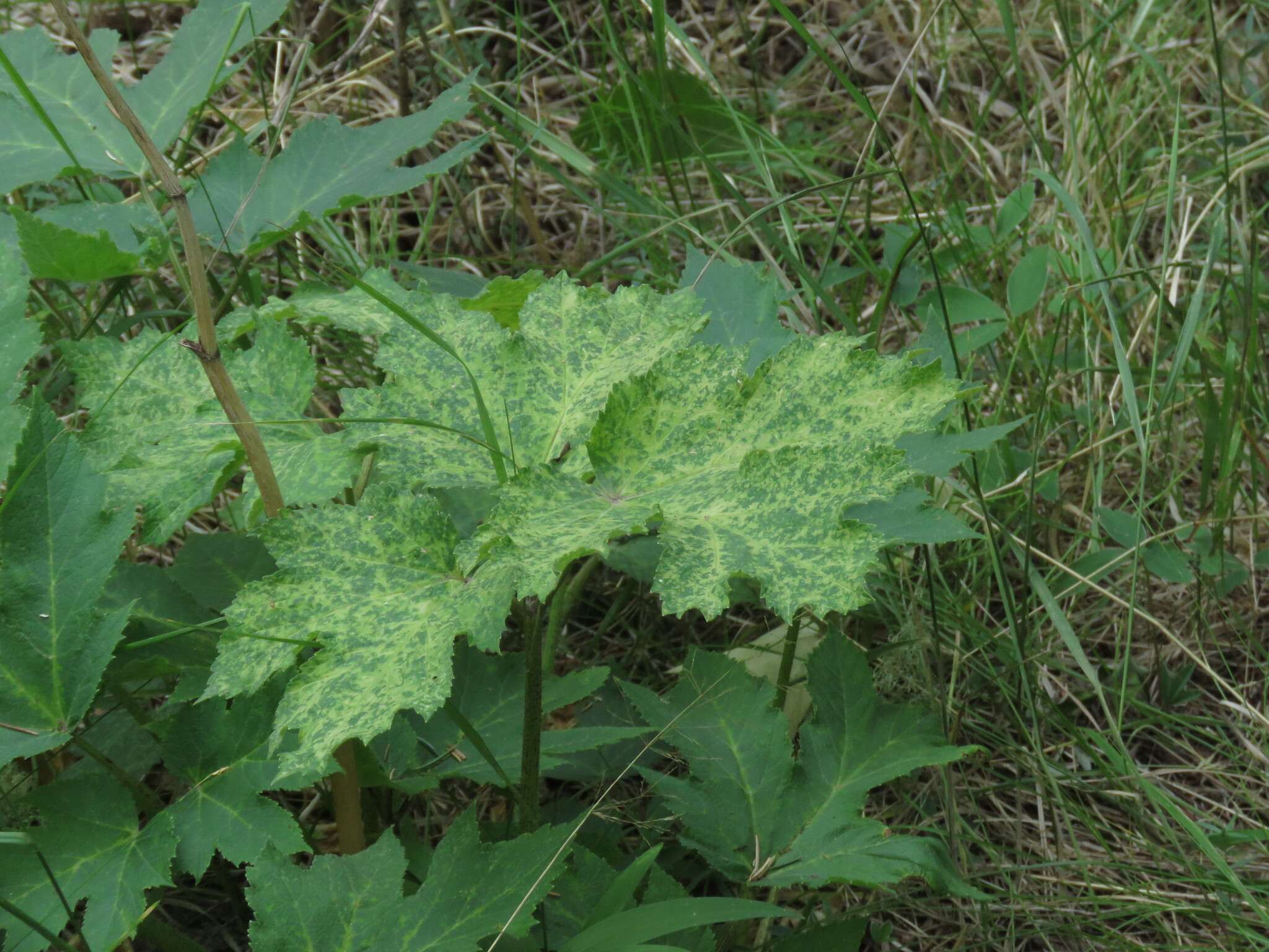 Cucumber green mottle mosaic virus