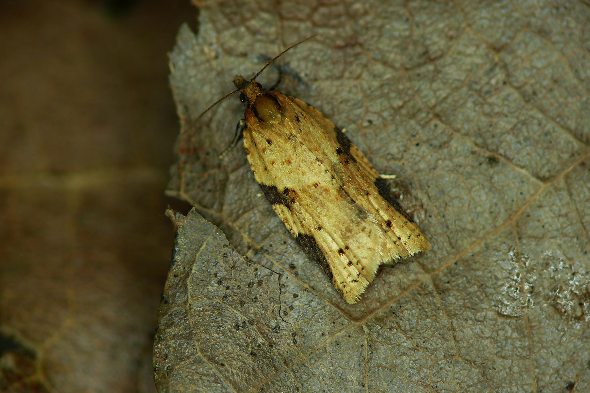Clepsis spectrana