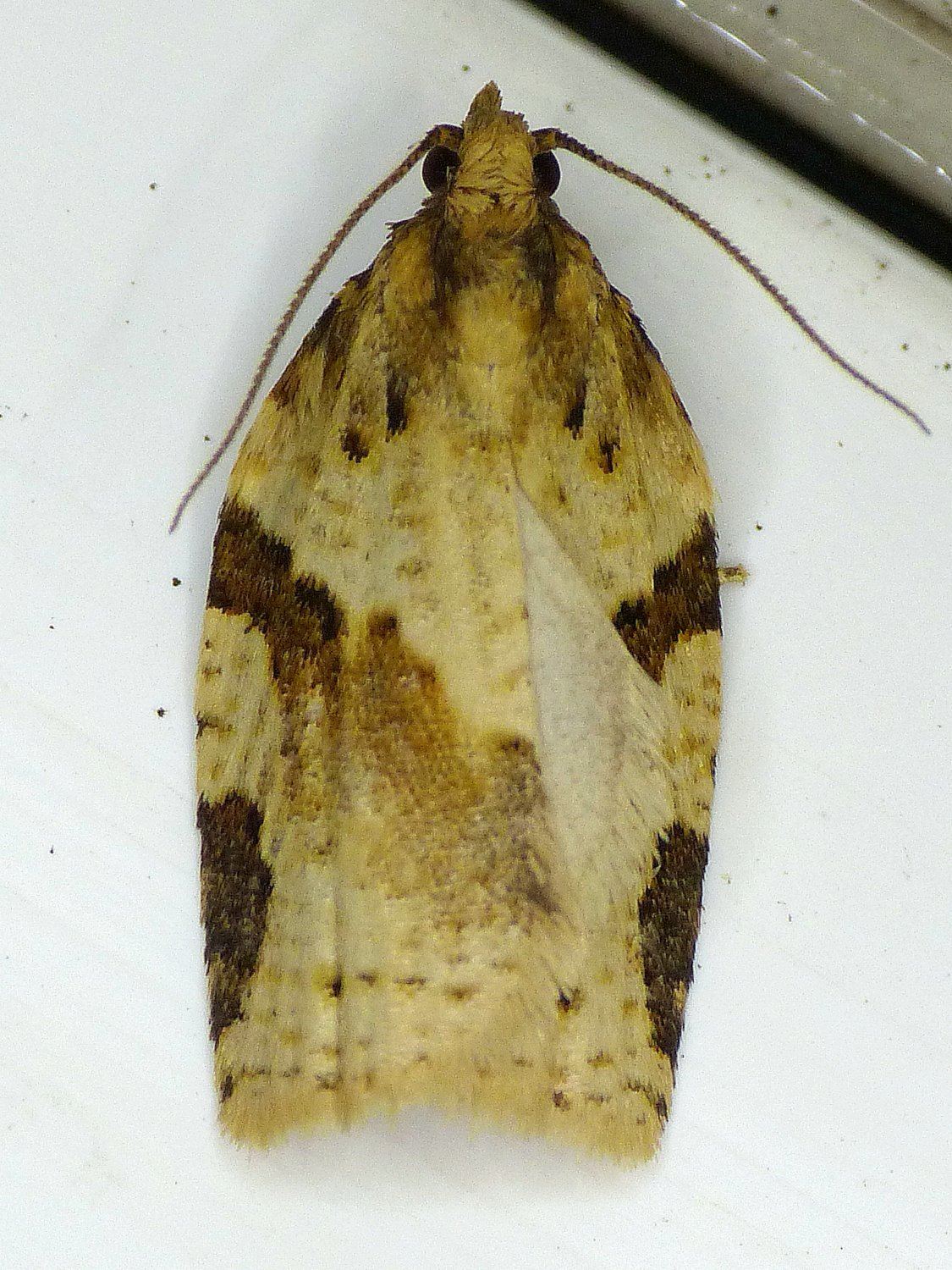 Clepsis spectrana