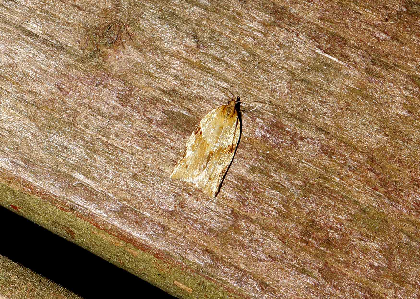 Clepsis spectrana