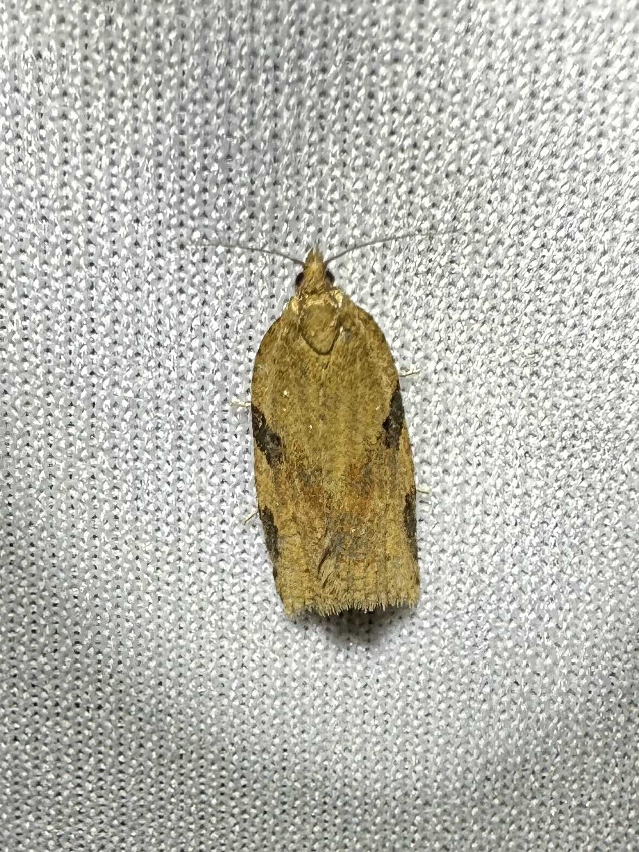 Clepsis spectrana