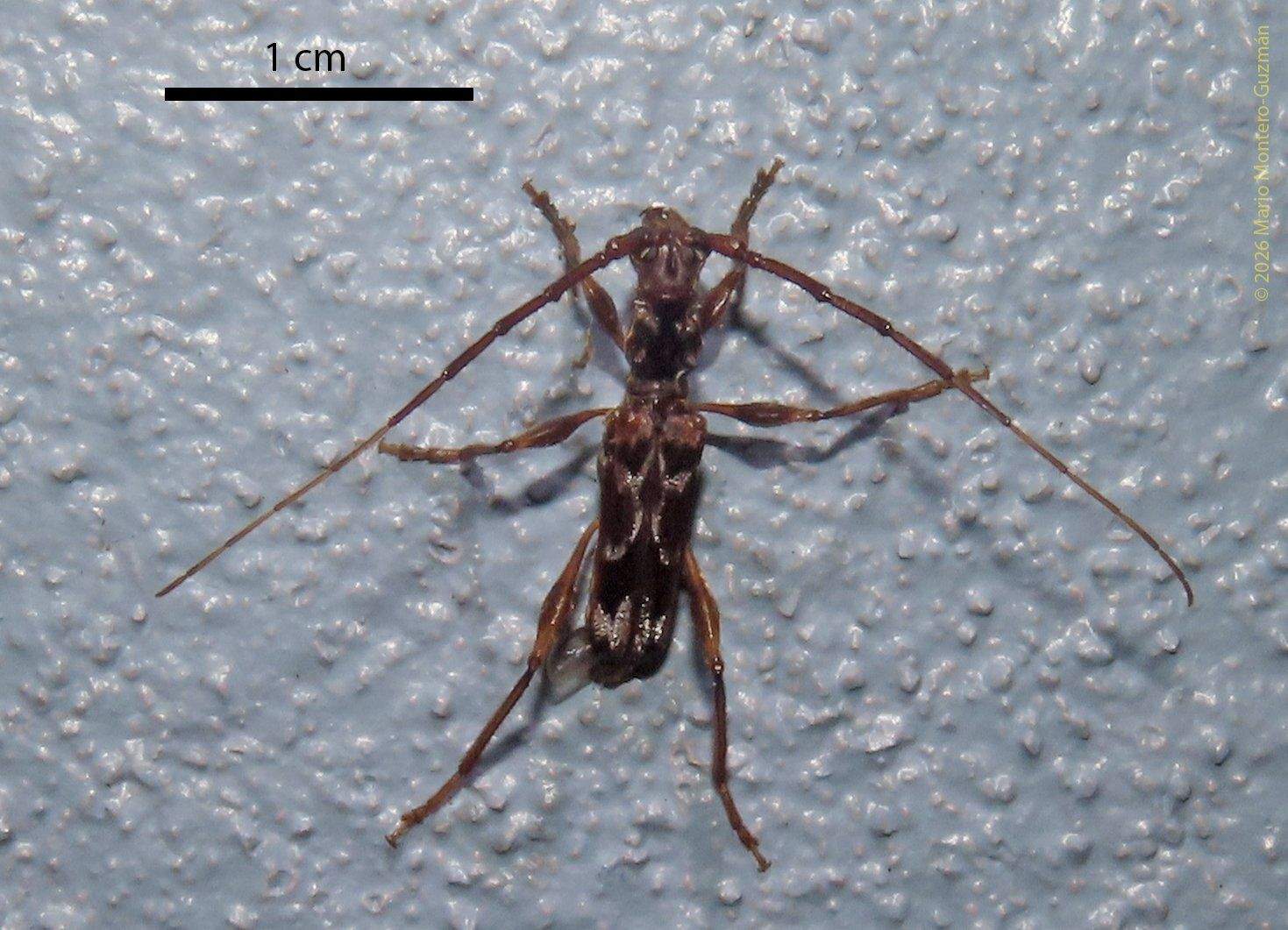 Ozodes multituberculatus