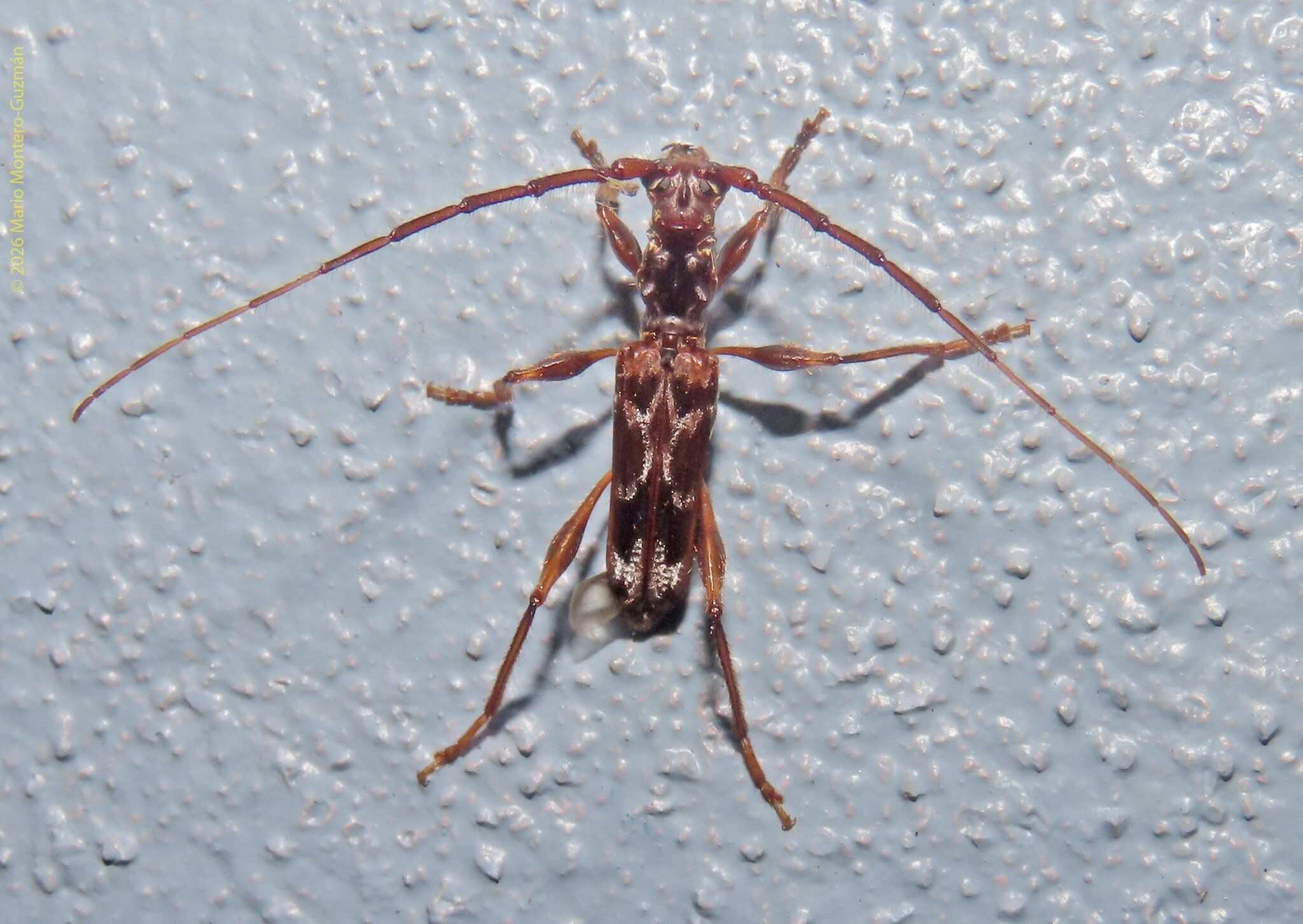 Ozodes multituberculatus
