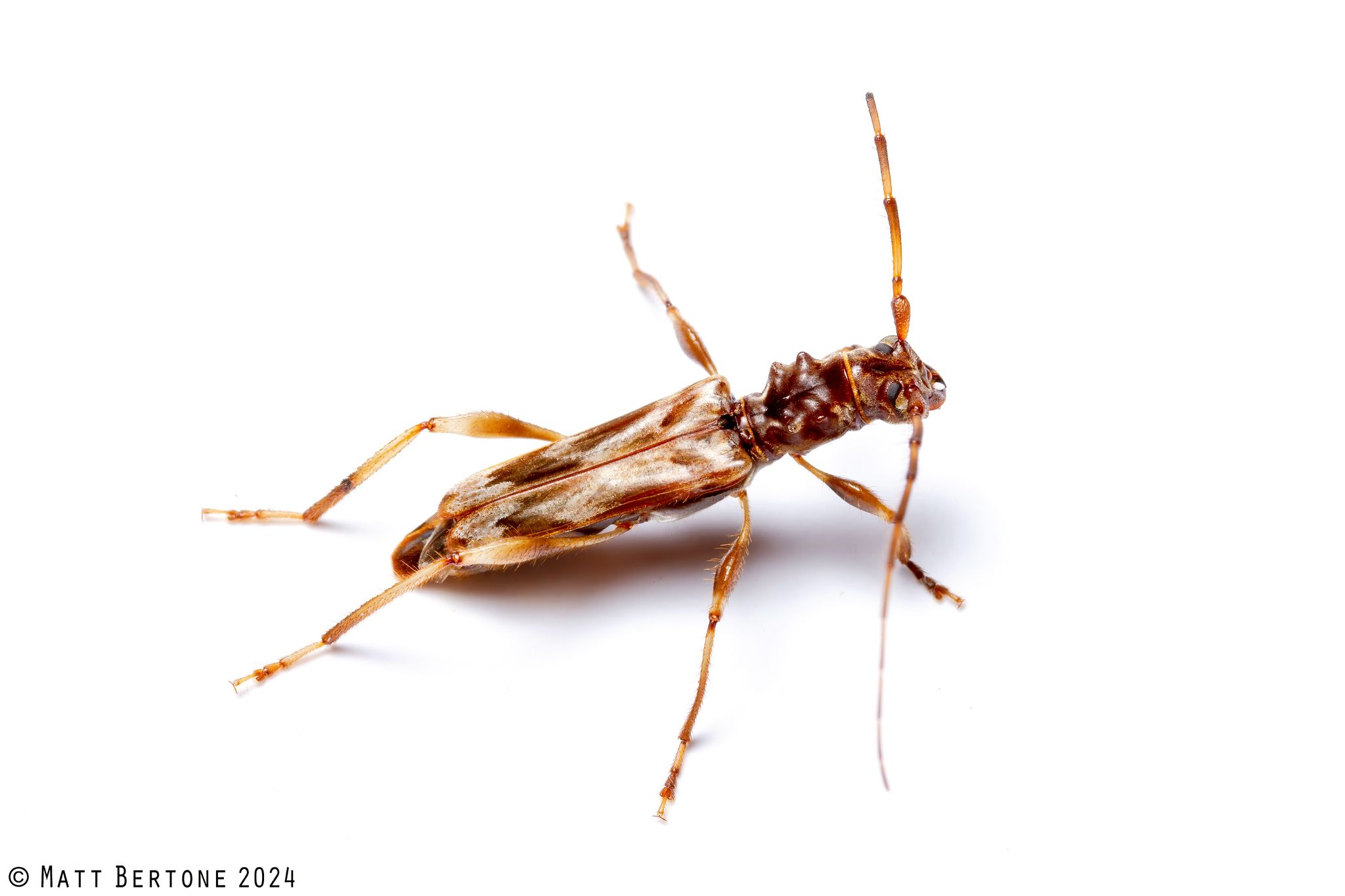 Ozodes multituberculatus
