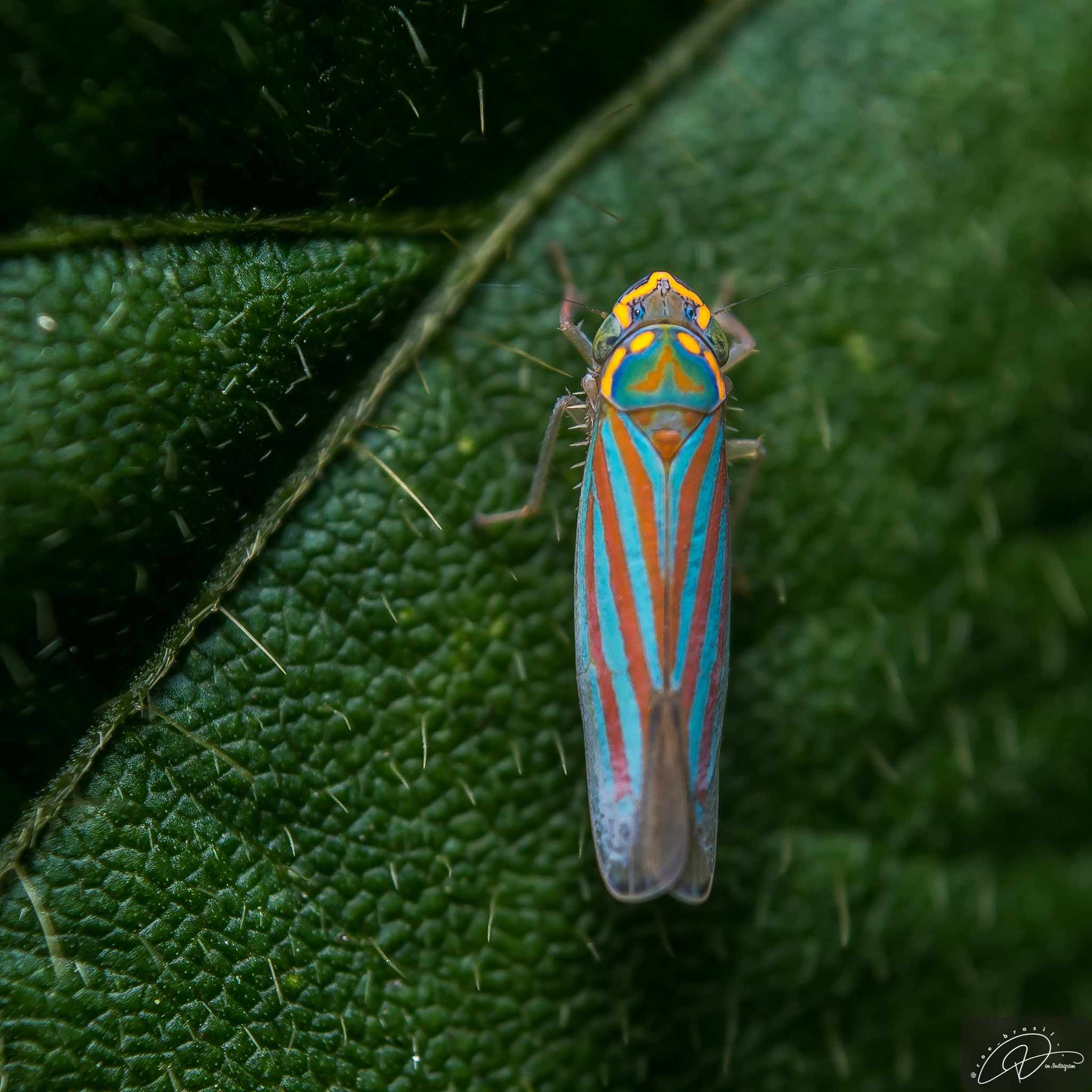 Ferrariana trivittata