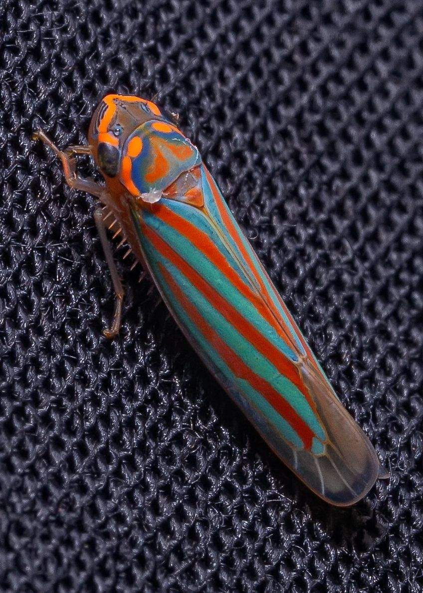 Ferrariana trivittata