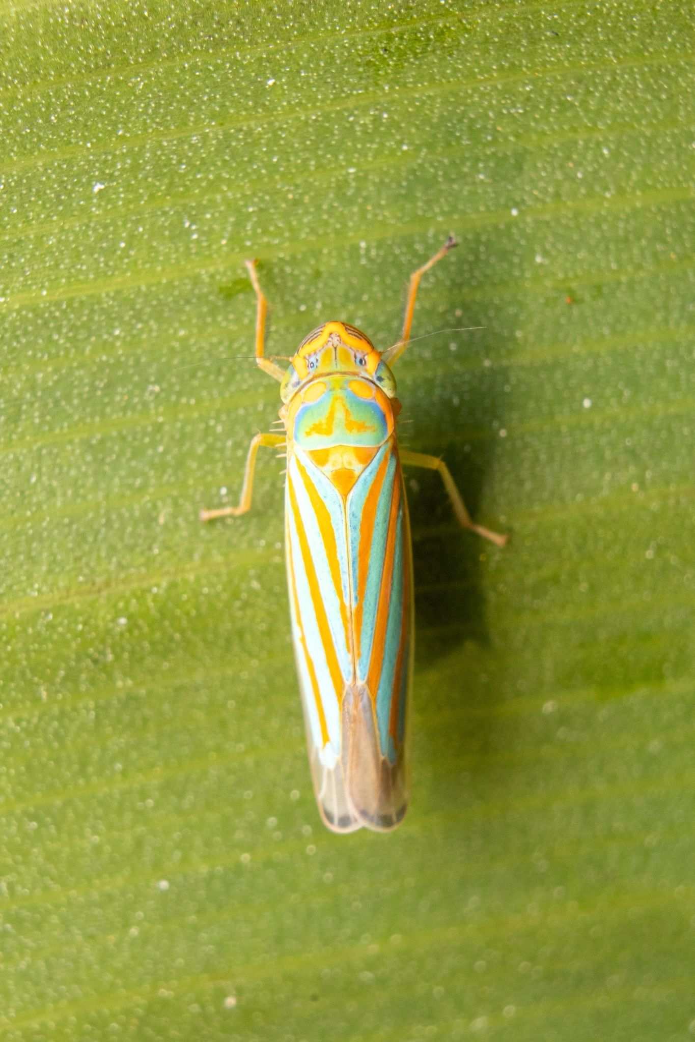Ferrariana trivittata