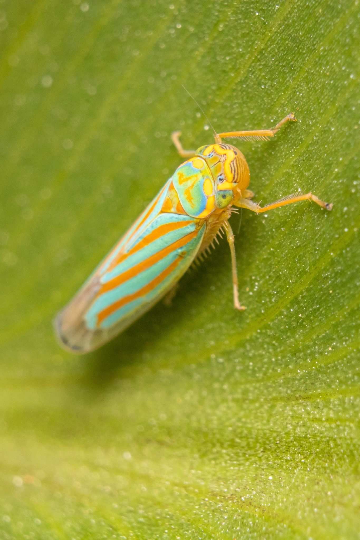 Ferrariana trivittata