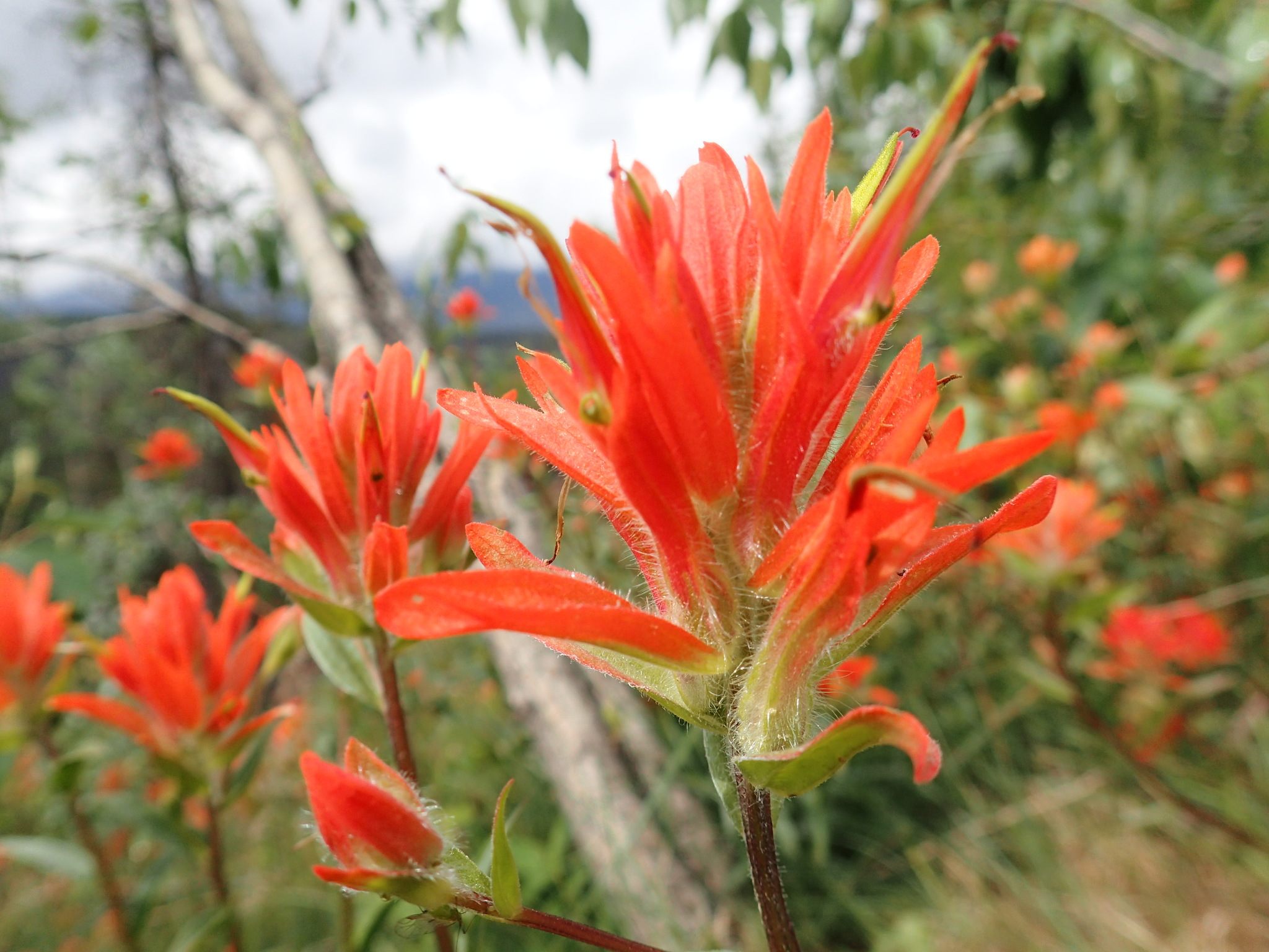 Castilleja