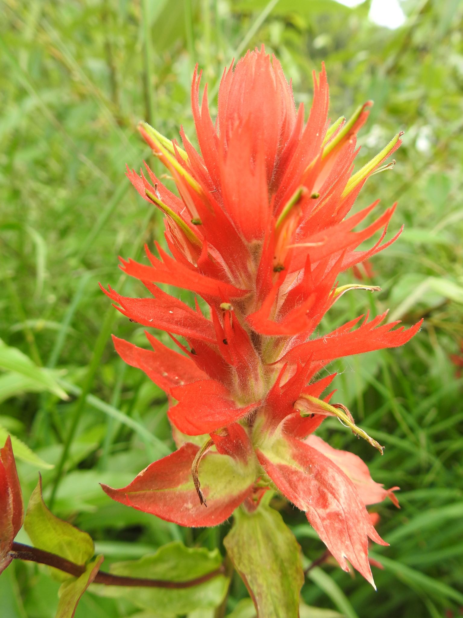 Castilleja
