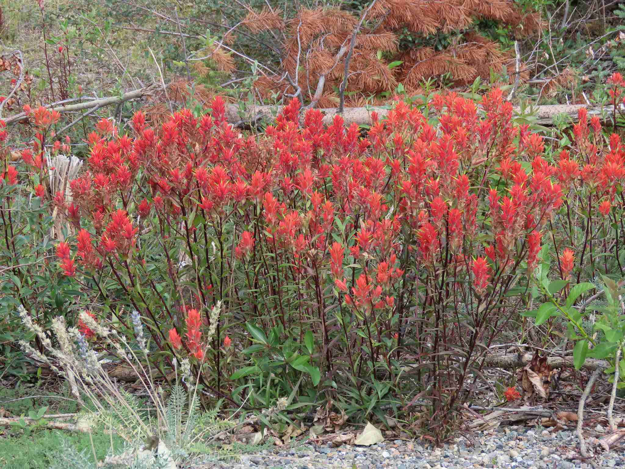 Castilleja