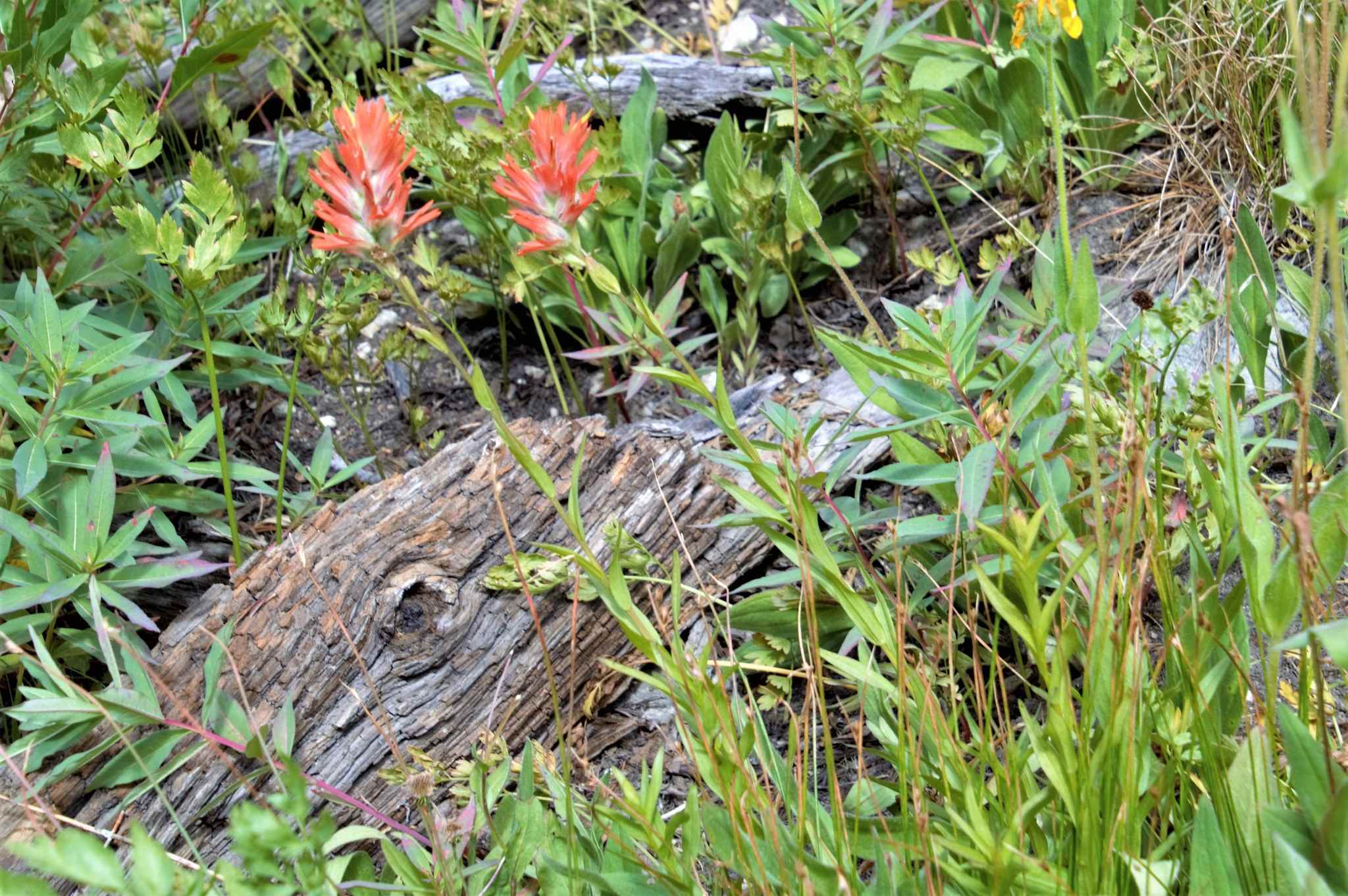Castilleja