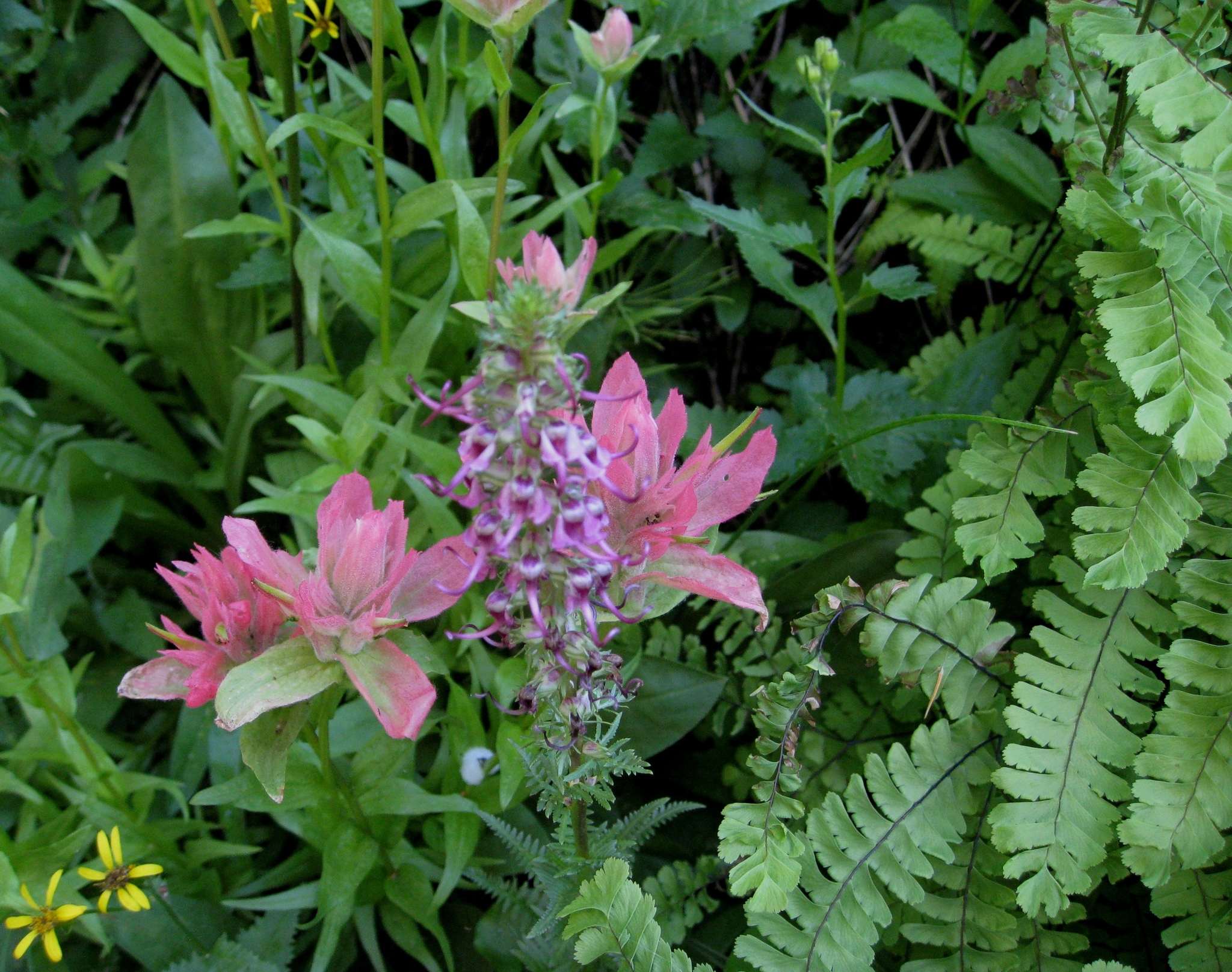 Castilleja