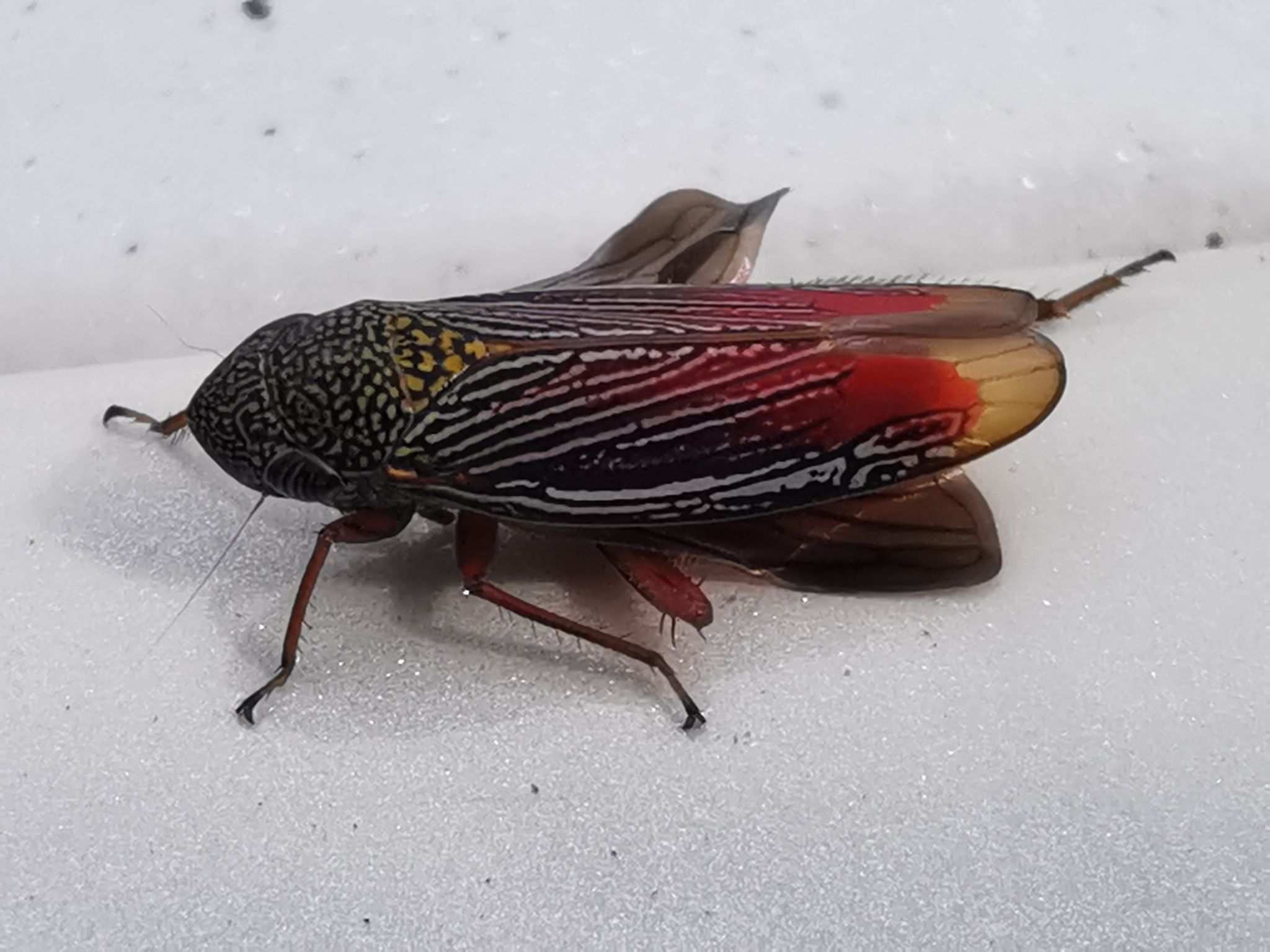 Apogonalia krameri