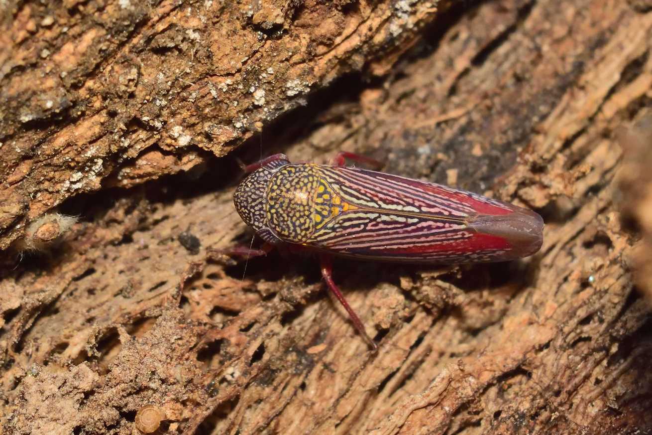 Apogonalia krameri