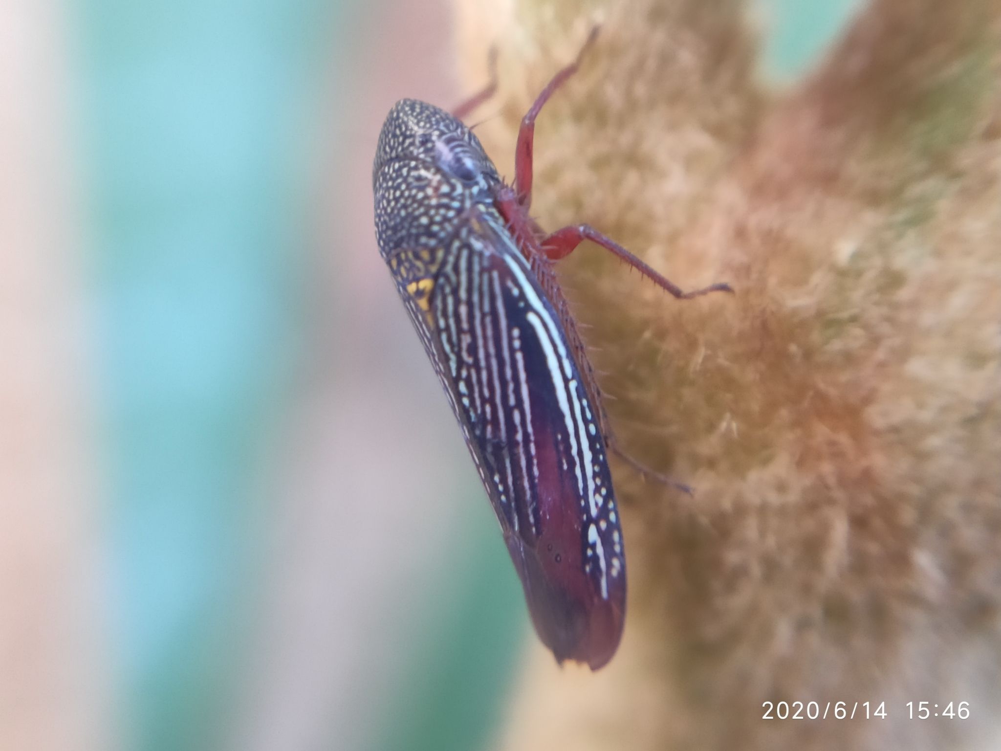 Apogonalia krameri