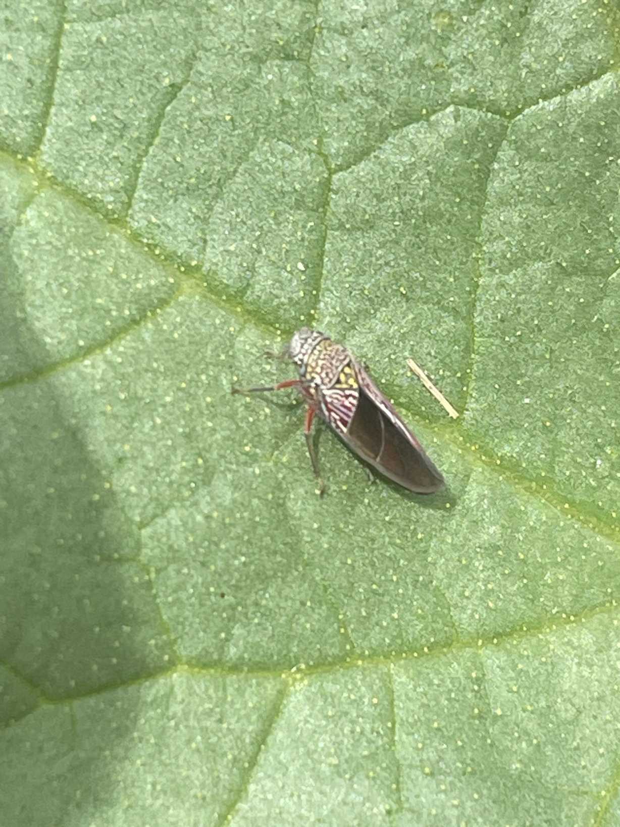 Apogonalia krameri