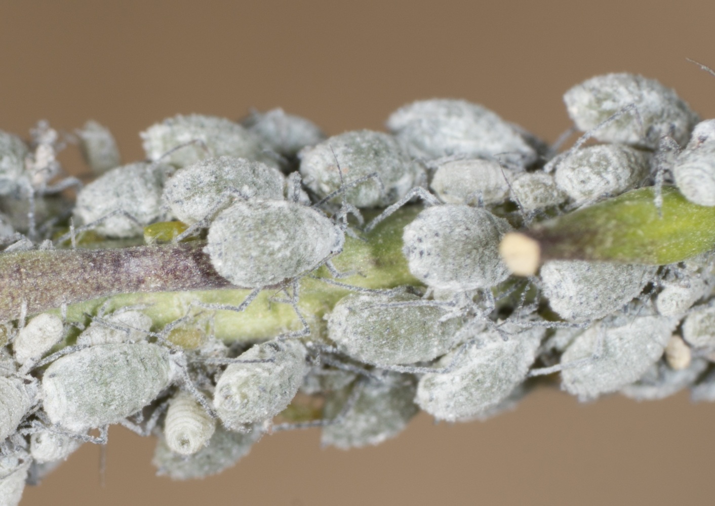Brevicoryne brassicae
