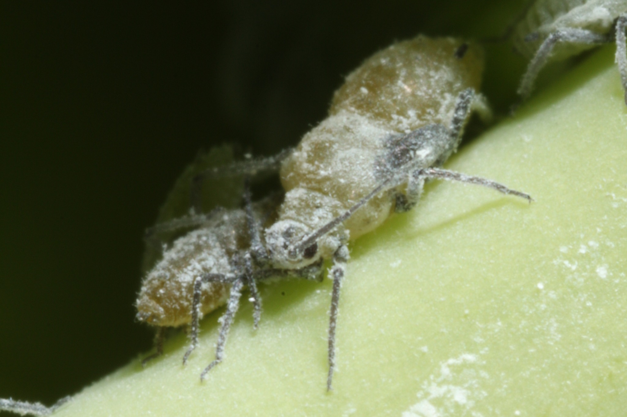 Brevicoryne brassicae