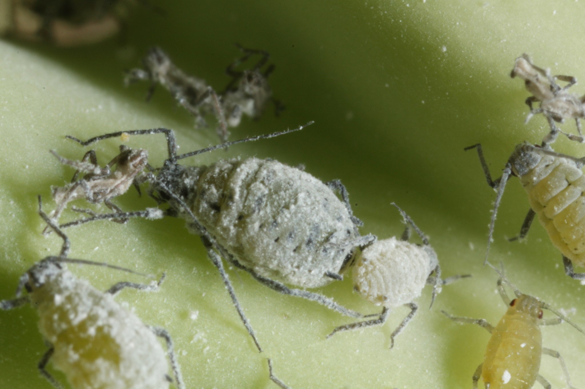 Brevicoryne brassicae