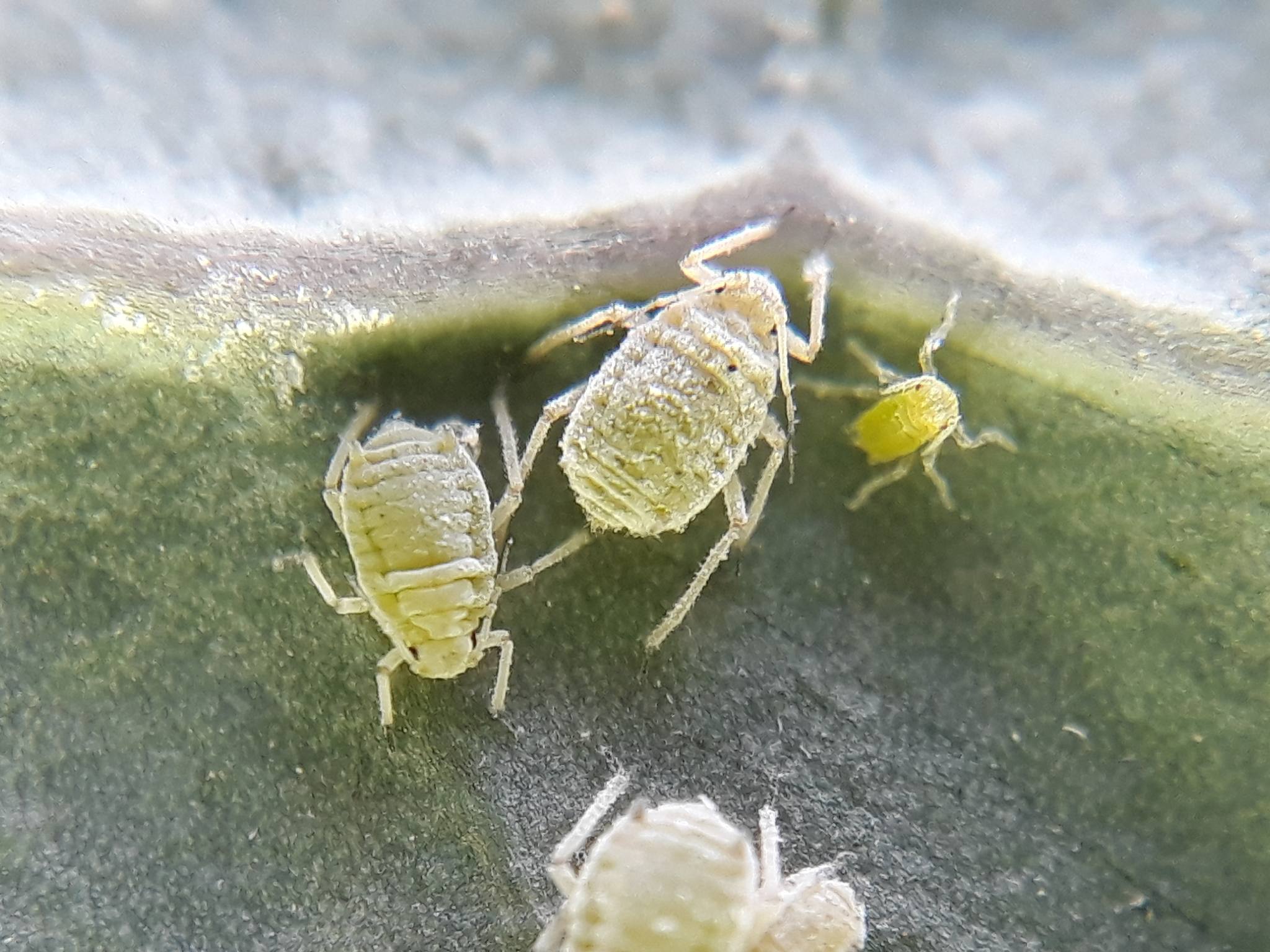 Brevicoryne brassicae