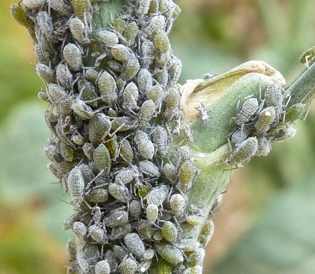 Brevicoryne brassicae