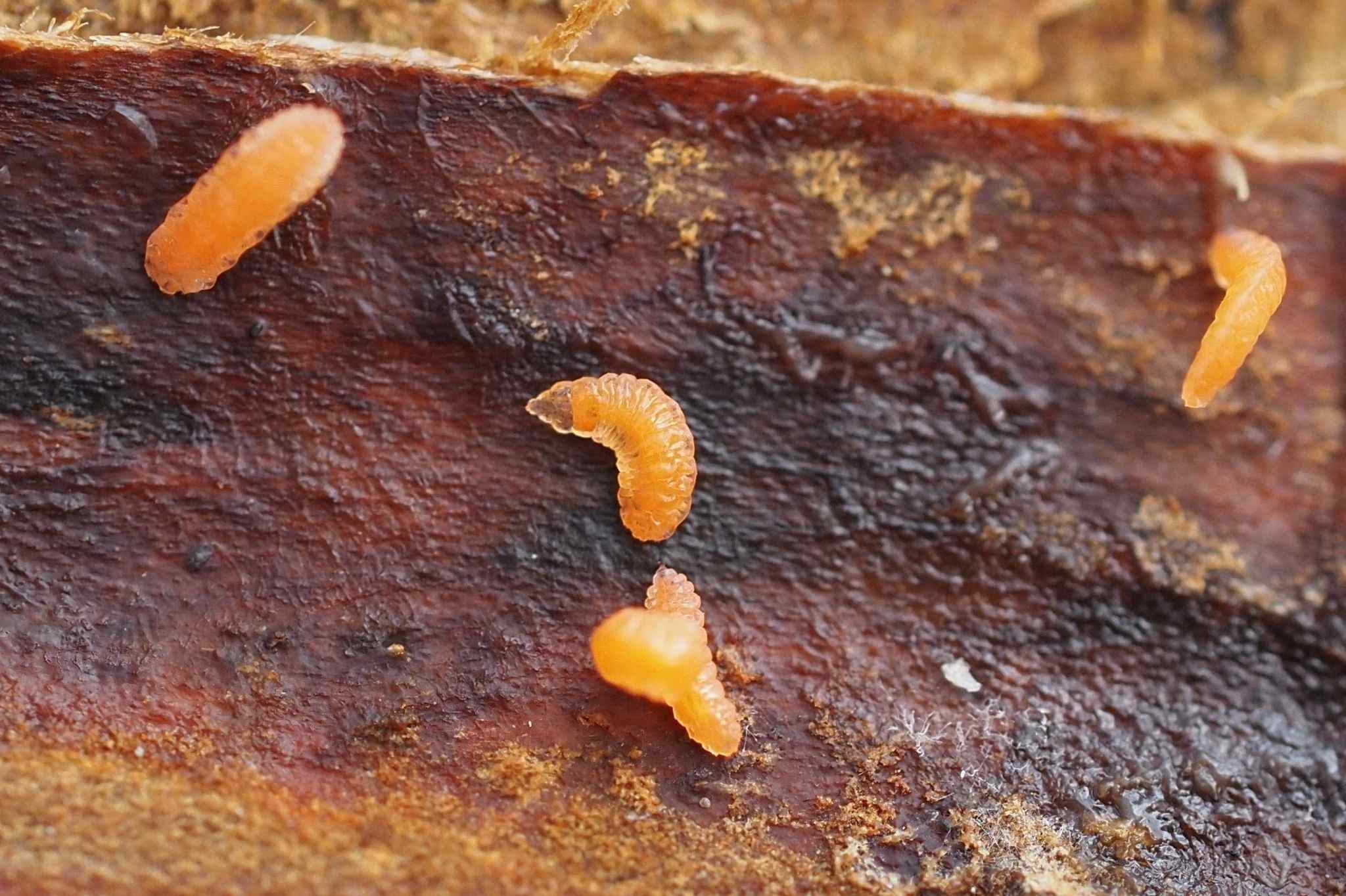 Resseliella theobaldi