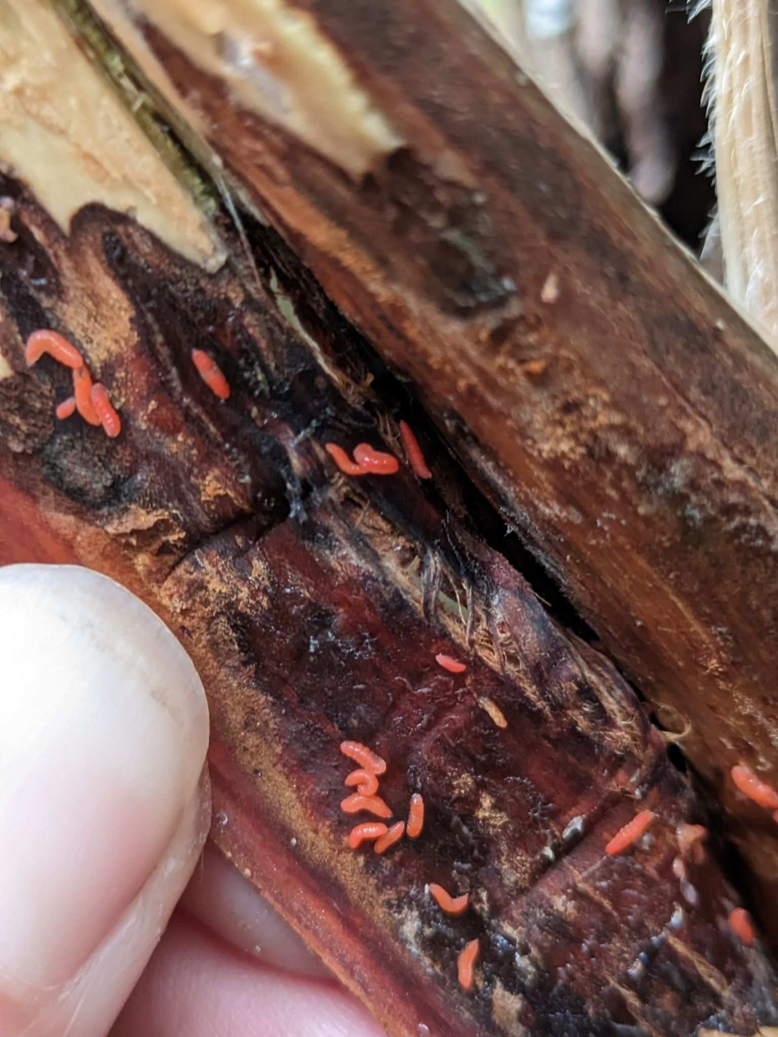 Resseliella theobaldi