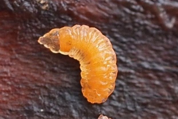 Resseliella theobaldi