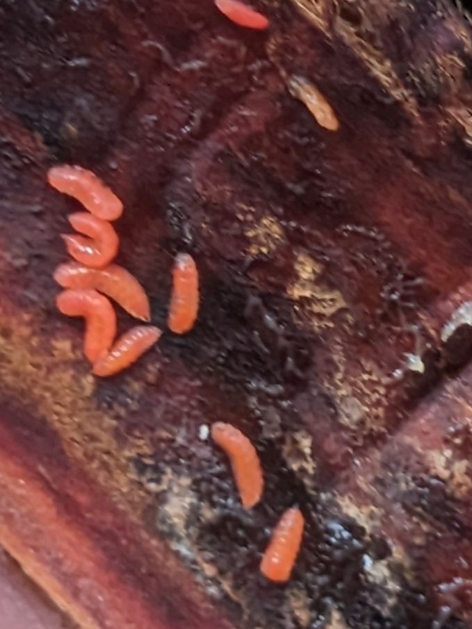 Resseliella theobaldi