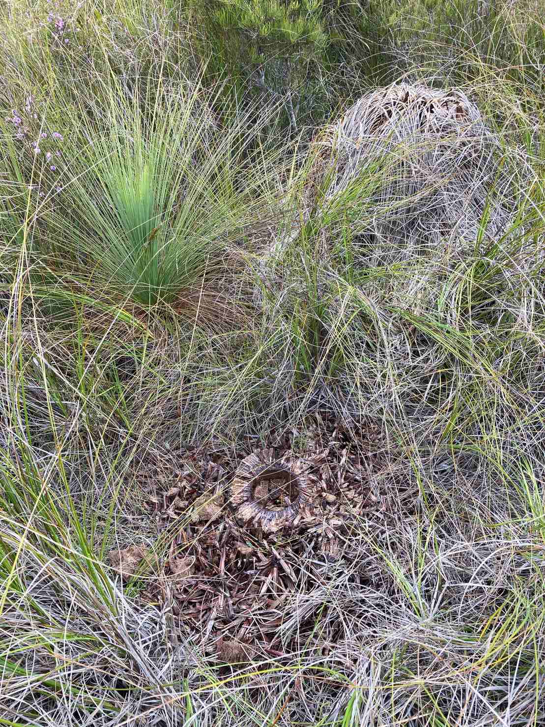 Phytophthora cinnamomi