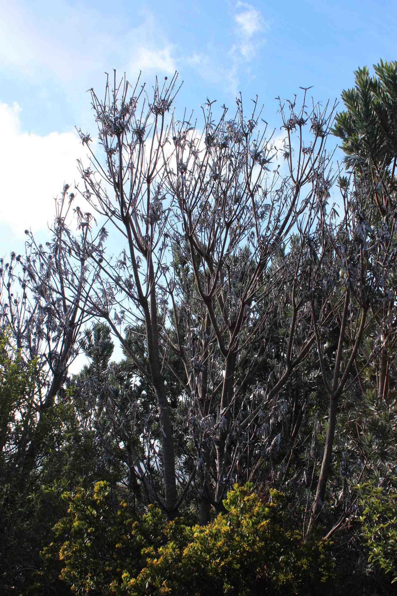 Phytophthora cinnamomi