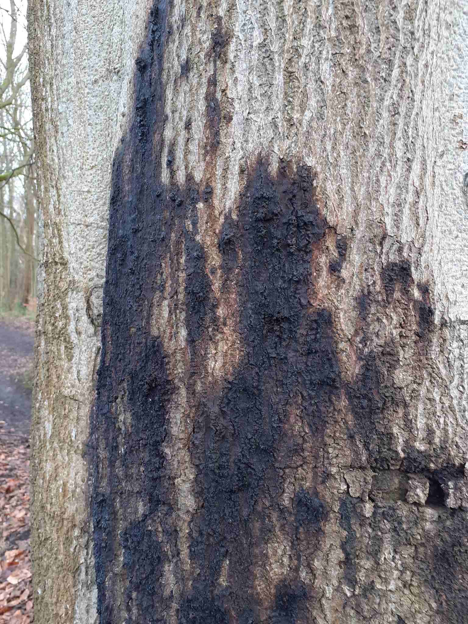 Phytophthora cinnamomi