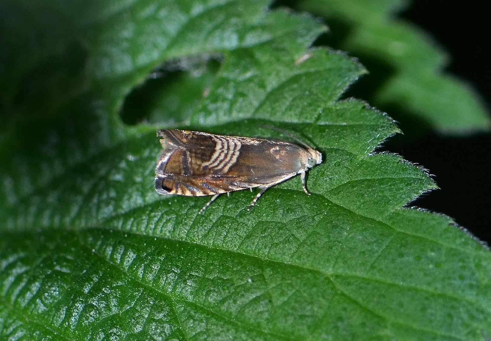 Grapholita delineana