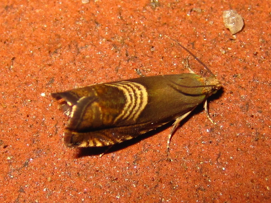 Grapholita delineana