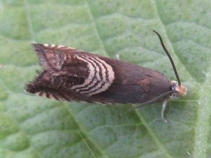 Grapholita delineana