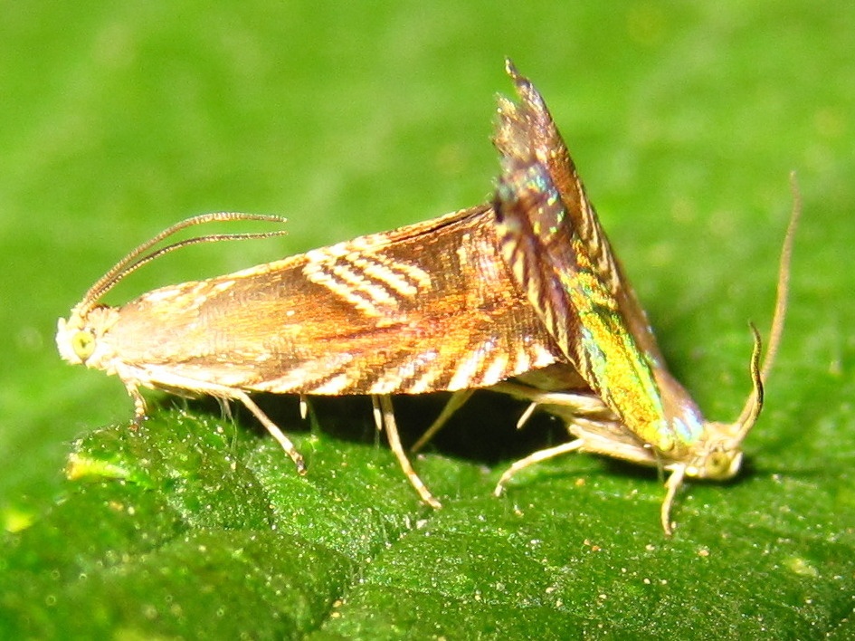 Grapholita delineana