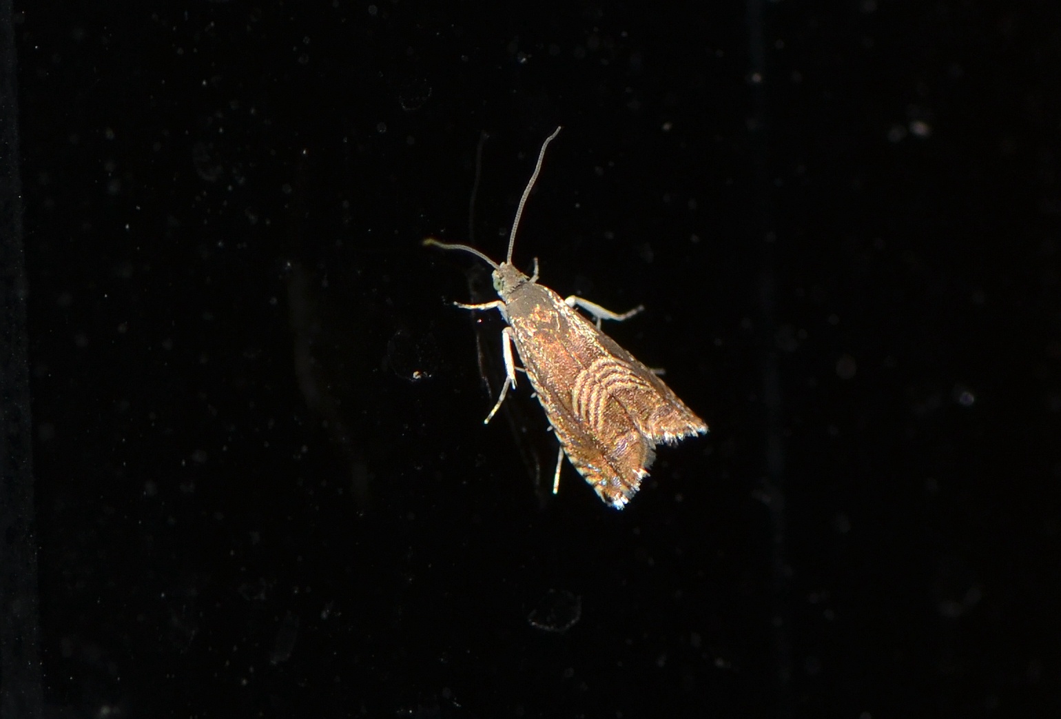 Grapholita delineana