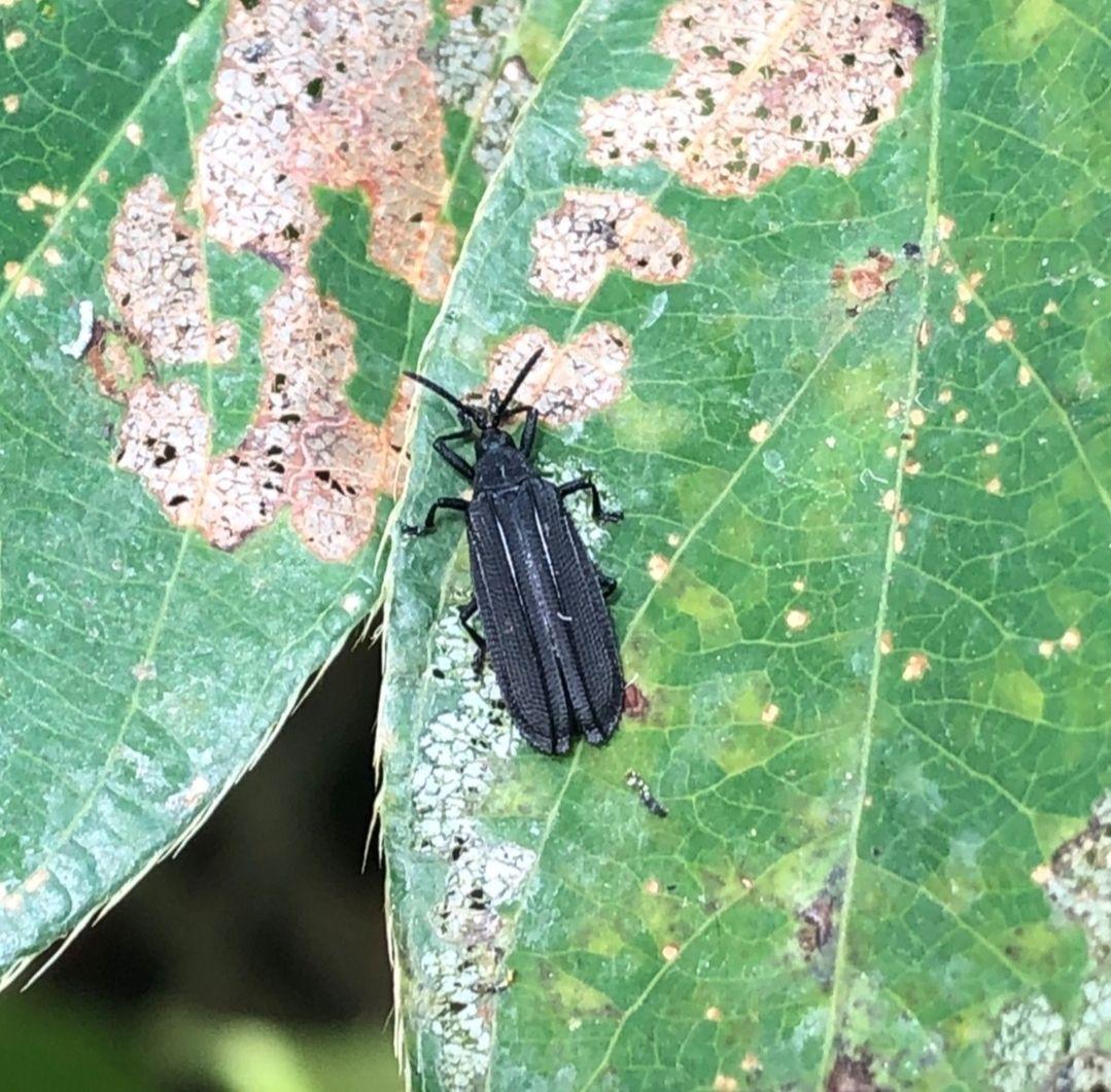 Xenochalepus