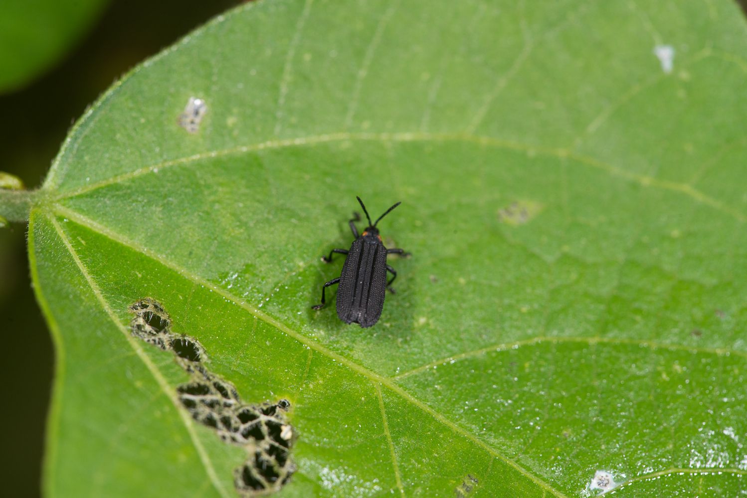 Xenochalepus