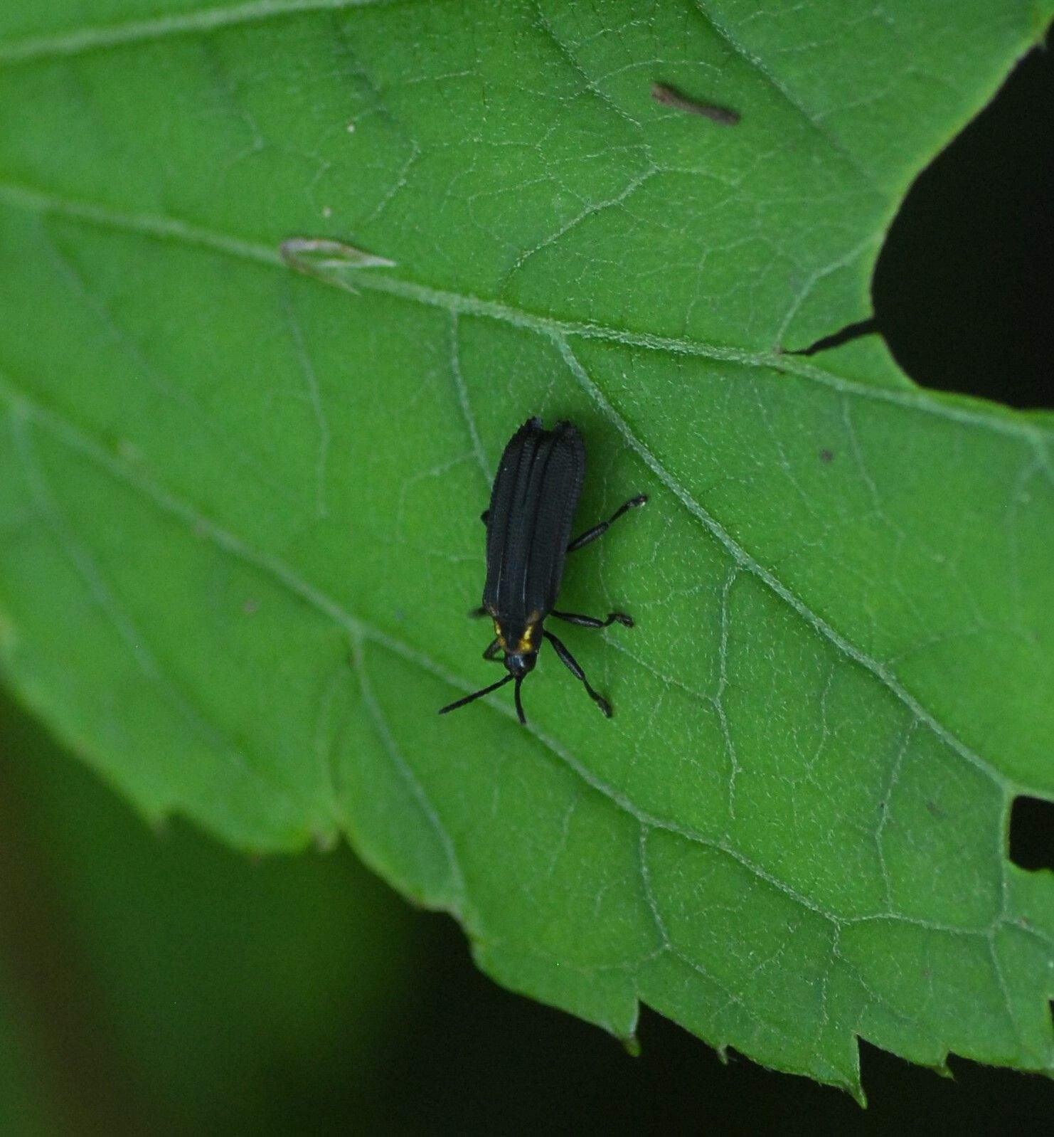 Xenochalepus