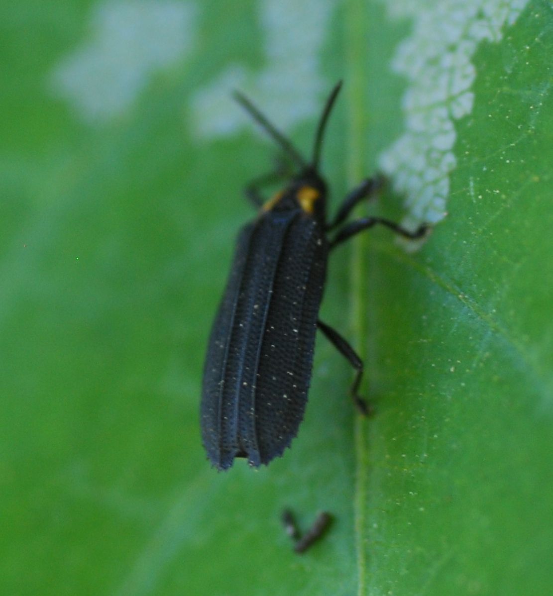 Xenochalepus