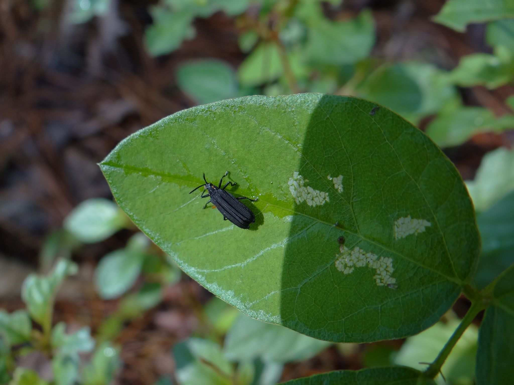 Xenochalepus